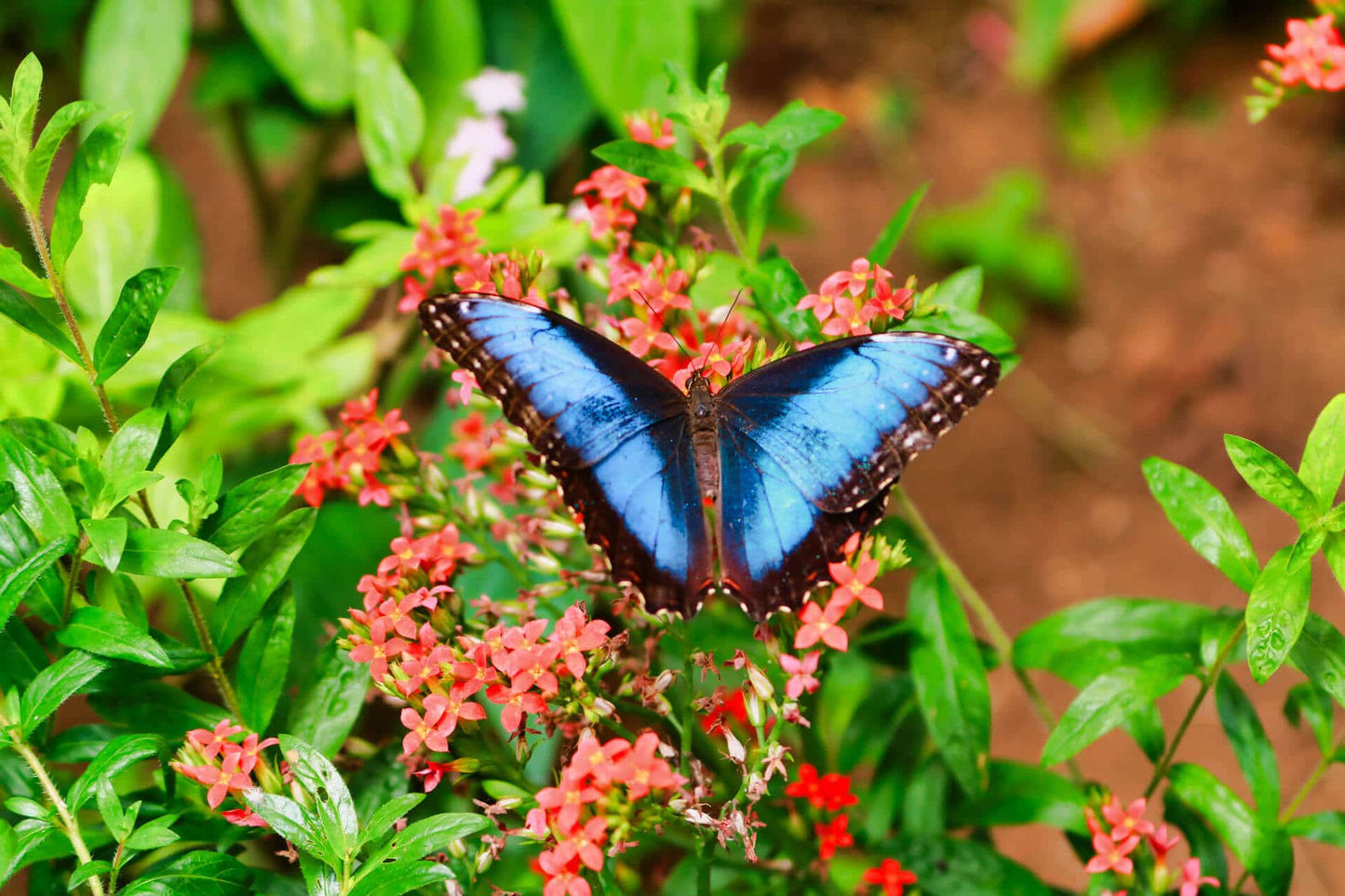 Jardín de Mariposas en el Parque Selvatura