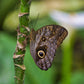 Jardín de Mariposas en el Parque Selvatura