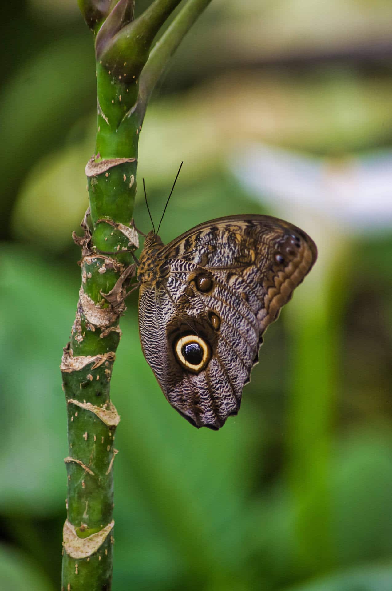 Jardín de Mariposas en el Parque Selvatura