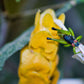 Jardín de Mariposas en el Parque Selvatura