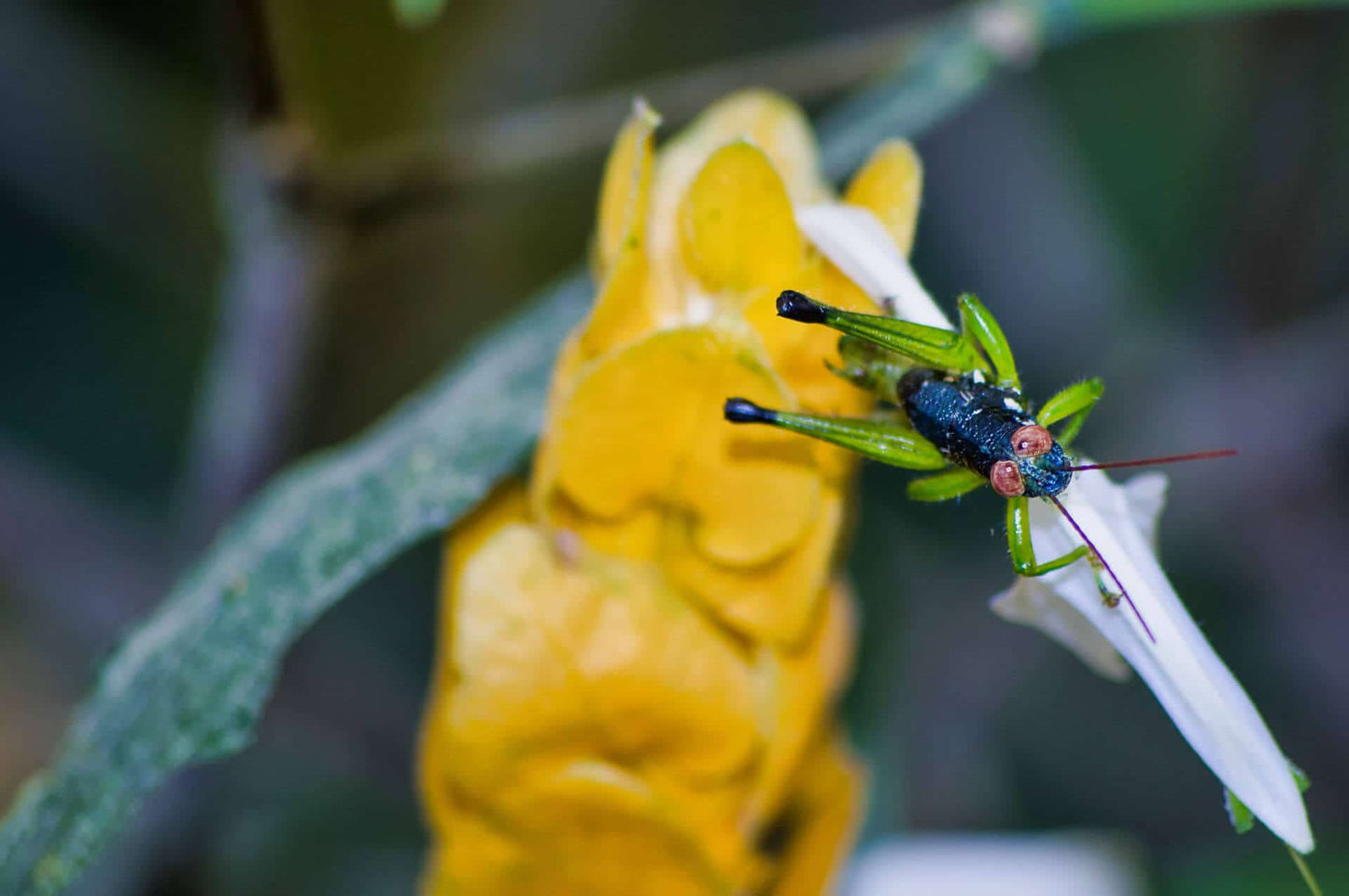 Jardín de Mariposas en el Parque Selvatura