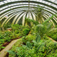 Jardin des Papillons du Selvatura Park