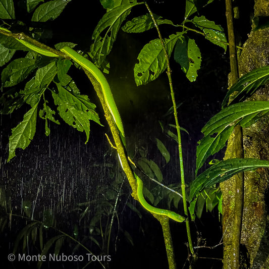 Night Tour at Wildlife Refuge Monteverde