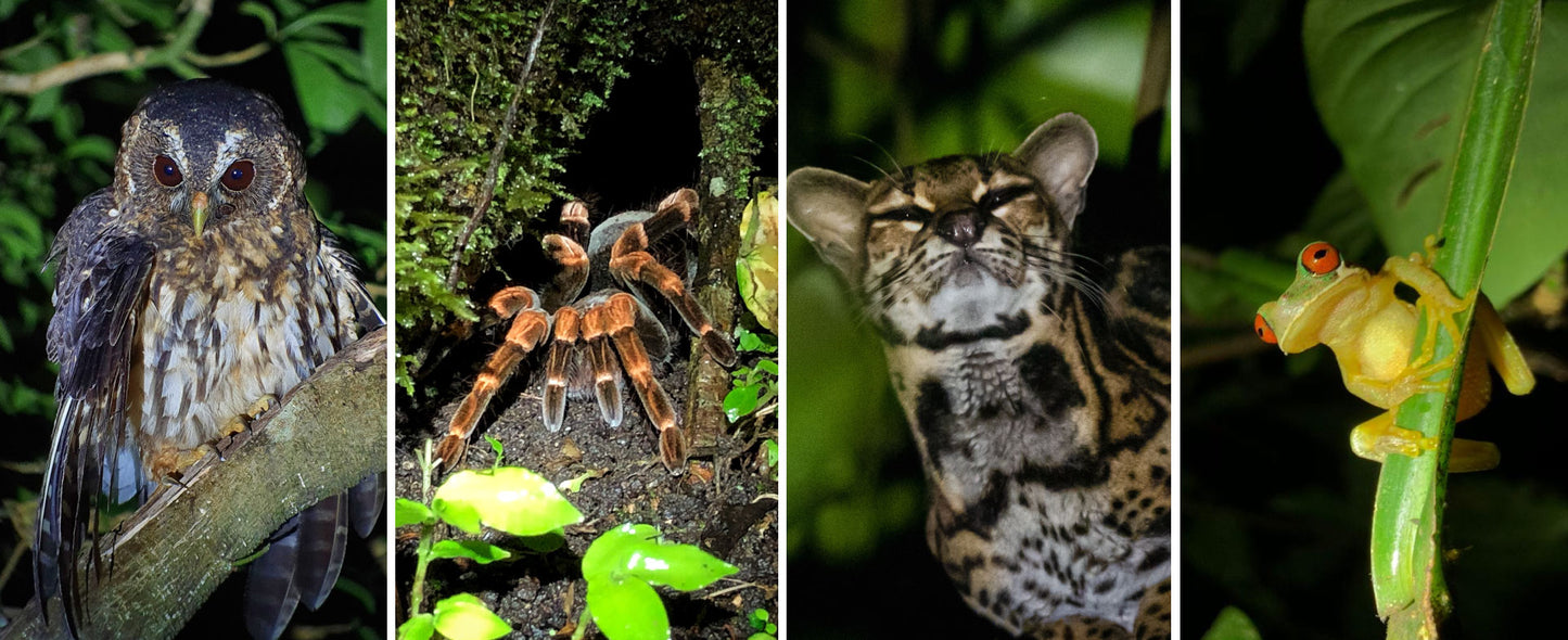 Night Tour at Wildlife Refuge Monteverde