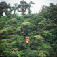 Canopy (Tirolina) en Treetopia Park