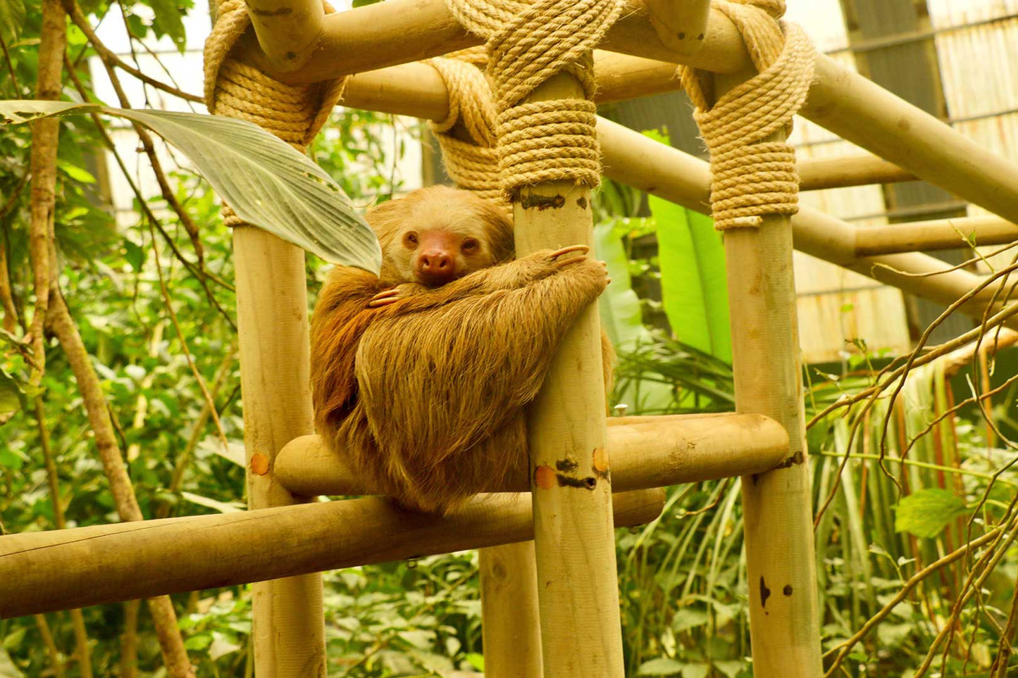 Sanctuaire des paresseux au Selvatura Park