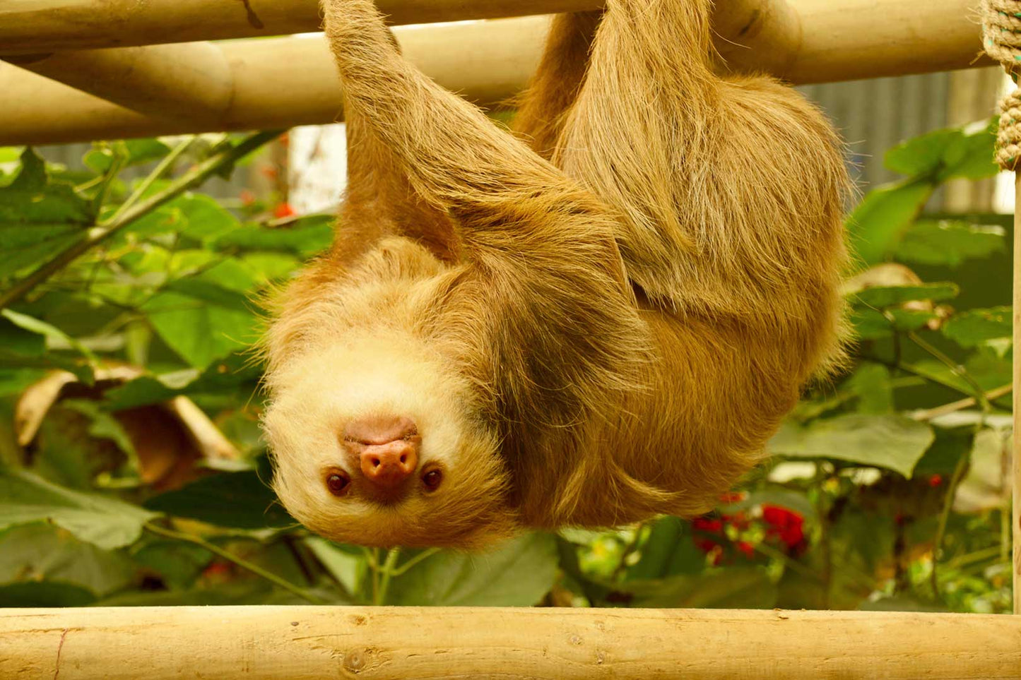 Sloth Sanctuary at Selvatura Park