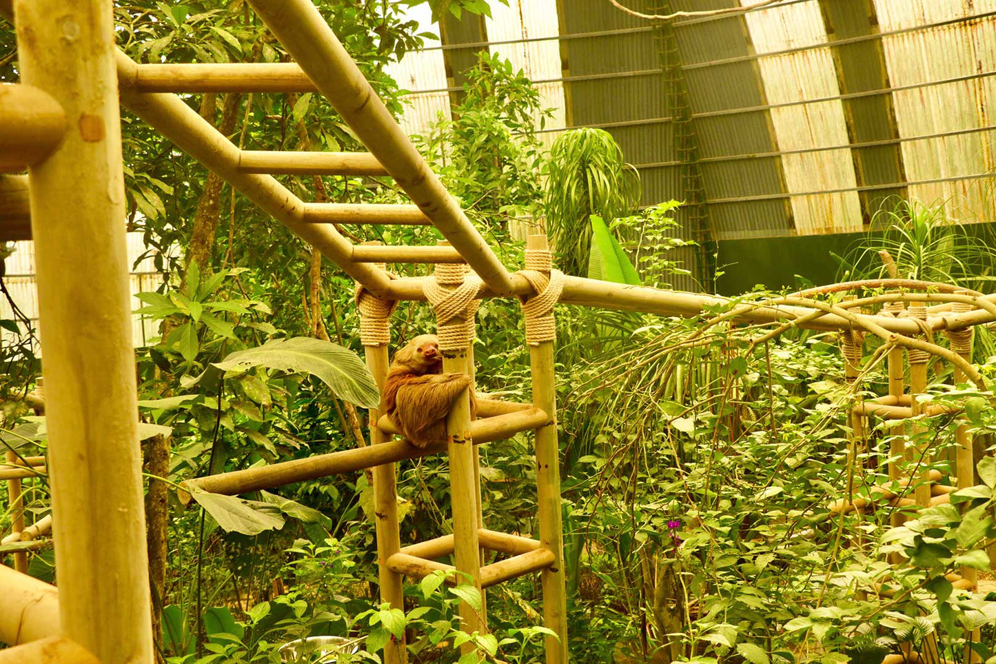 Sloth Sanctuary at Selvatura Park