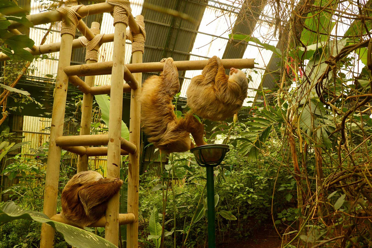 Sloth Sanctuary at Selvatura Park