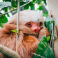 Sloth Sanctuary at Selvatura Park