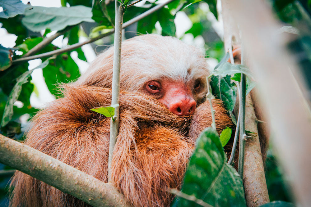 Sloth Sanctuary at Selvatura Park