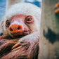 Sloth Sanctuary at Selvatura Park