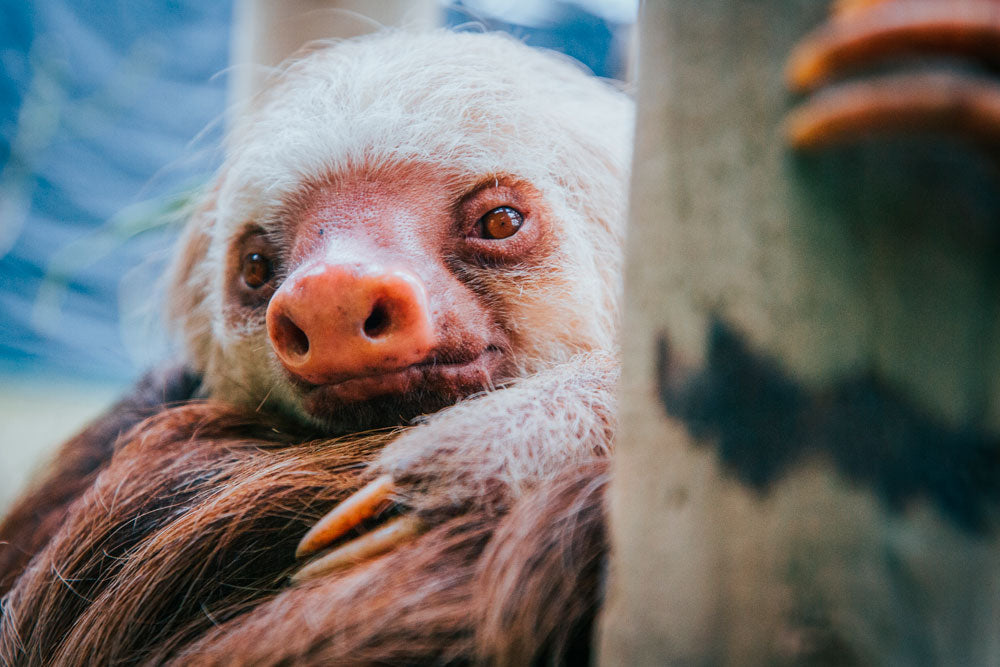 Sloth Sanctuary at Selvatura Park