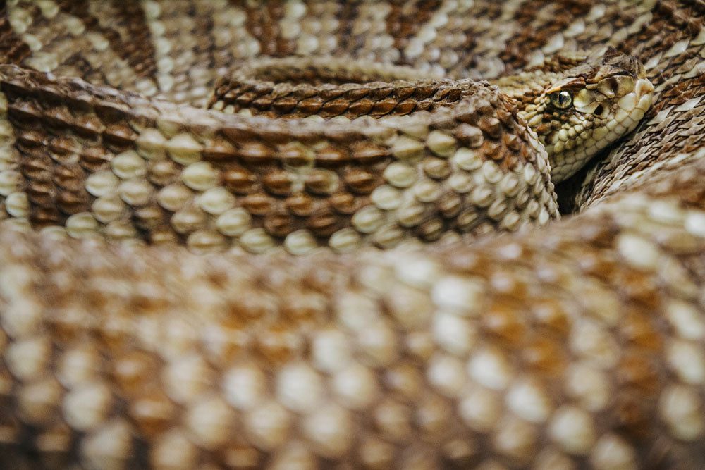 Exposition de Reptiles et d'Amphibiens au Selvatura Park