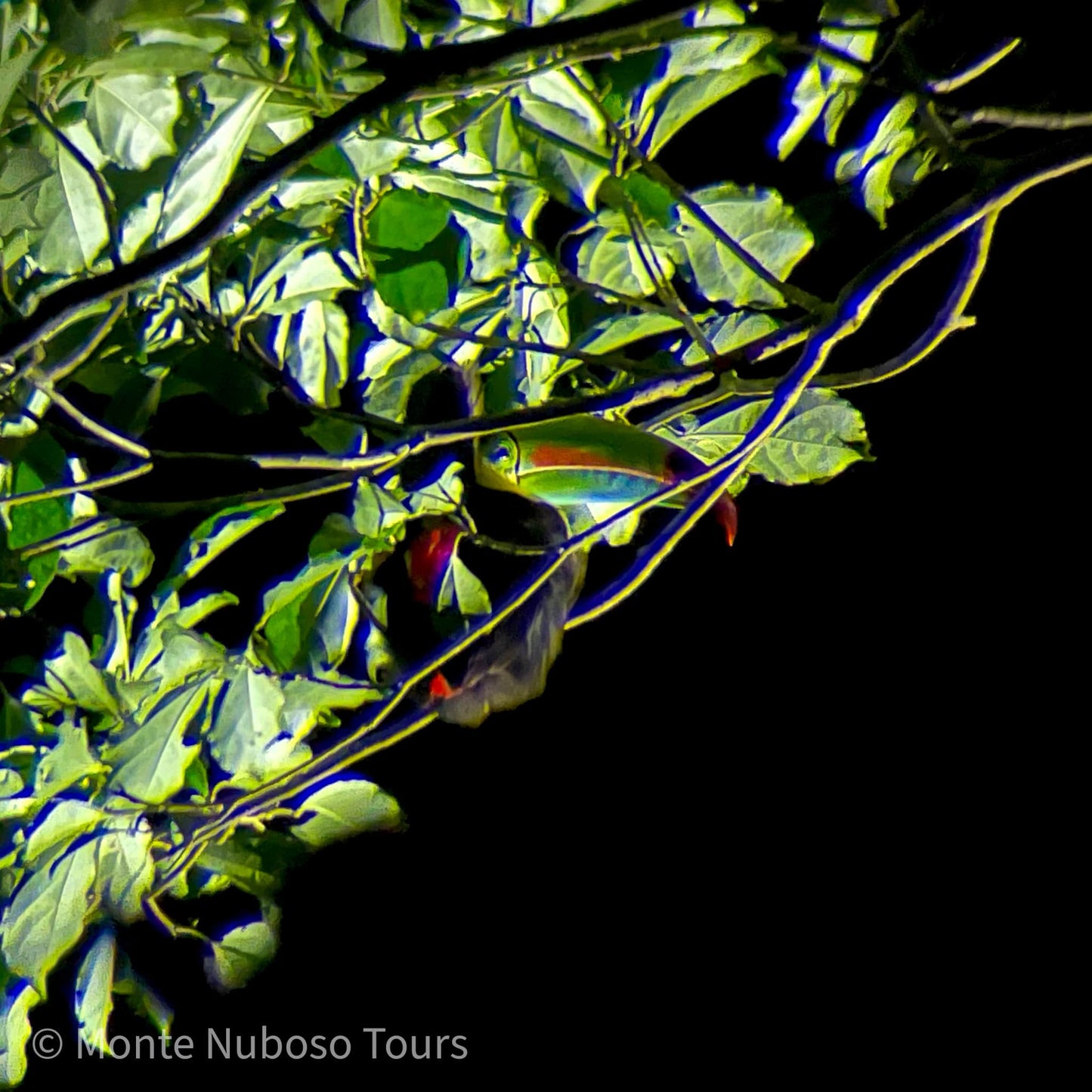 Visite nocturne de la Wildlife Refuge Monteverde